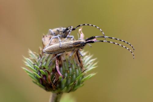 Agapanthia suturalis