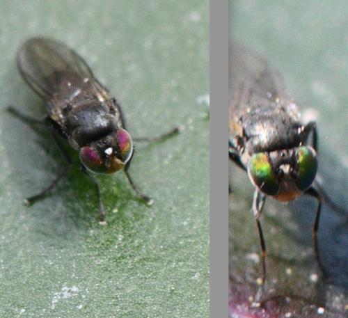 www.galerie-insecte.org/galerie/image/dos362/big/Agro%2015%20310725.jpg