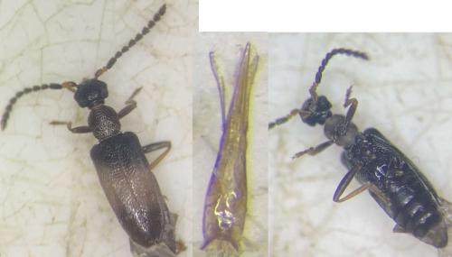 Anidorus nigrinus
