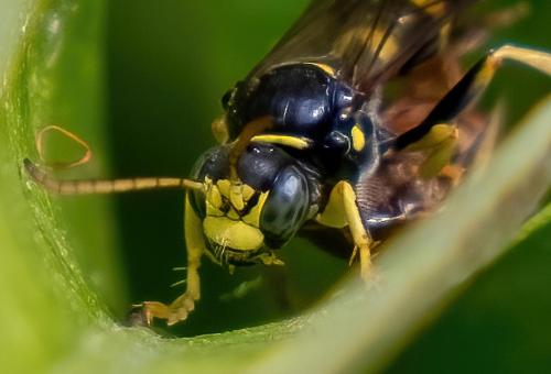 Gorytes laticinctus
