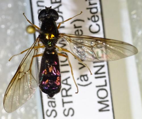 Sargus rufipes