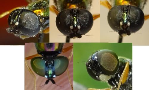 Sargus rufipes