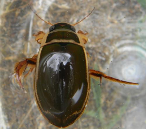 Réf. 362 304 : Dytiscus marginalis