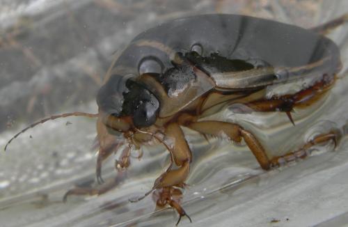 Dytiscus marginalis