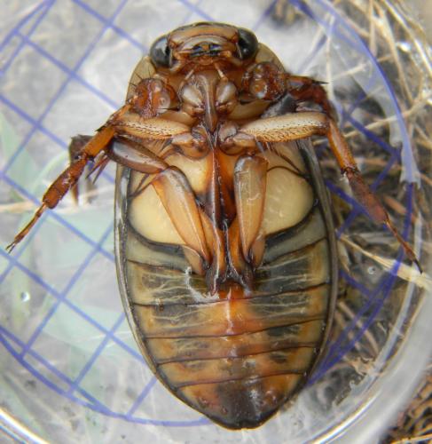 Réf. 362 305 : Dytiscus marginalis
