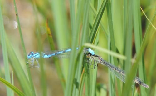 Réf. 362 082 : Enallagma cyathigerum