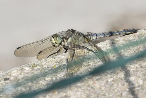Orthetrum cancellatum