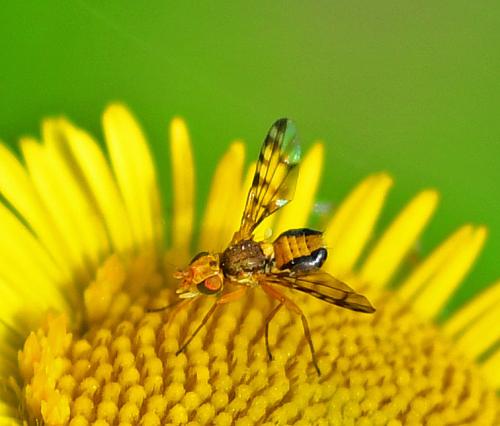 www.galerie-insecte.org/galerie/image/dos362/big/DSC_1932%20A.jpg