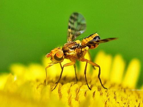 www.galerie-insecte.org/galerie/image/dos362/big/DSC_1953%20A.jpg