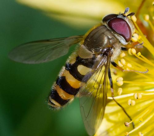 Réf. 362 274 : Syrphus torvus