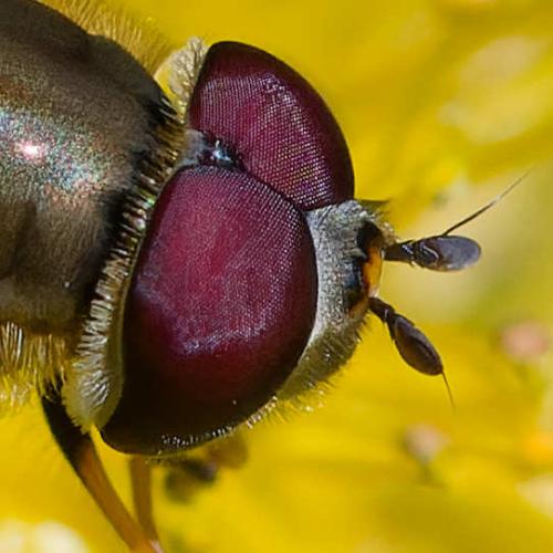 Réf. 362 290 : Syrphus torvus