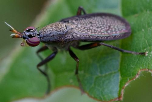 Coremacera marginata