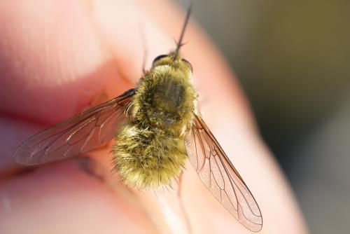 Systoechus ctenopterus