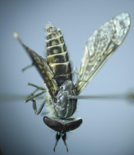 www.galerie-insecte.org/galerie/image/dos362/big/Doville%20juillet%202025%201.JPG