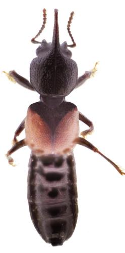 Bledius sp.