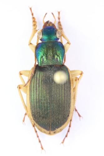 Chlaenius velutinus
