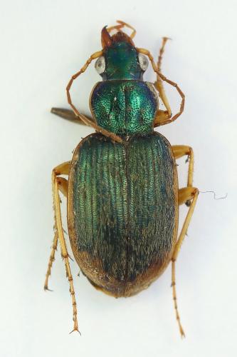 Chlaenius vestitus
