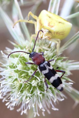 Réf. 362 221 : Chlorophorus trifasciatus