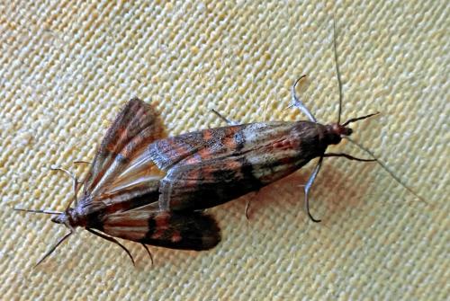Plodia interpunctella
