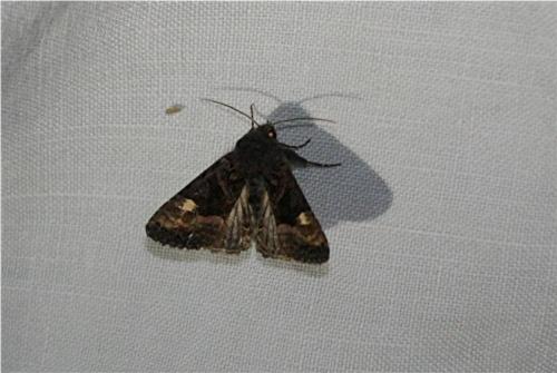 Réf. 362 266 : Euplexia lucipara