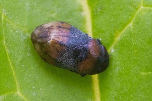 Penthimia nigra