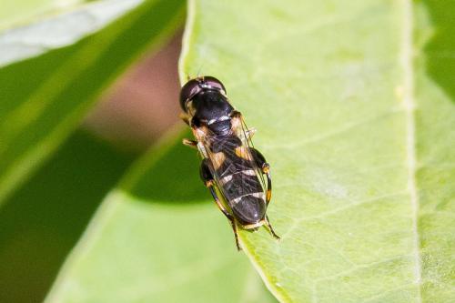 Syritta pipiens