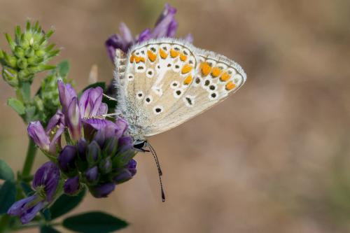 Aricia agestis