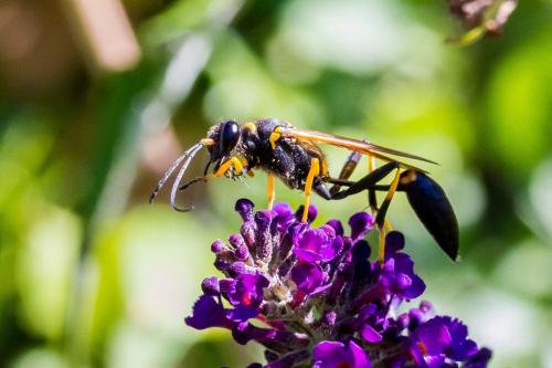 Sceliphron caementarium