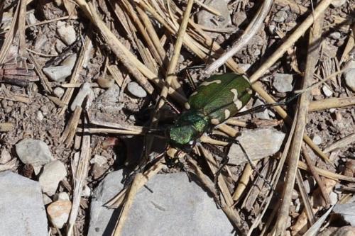 Cicindela hybrida