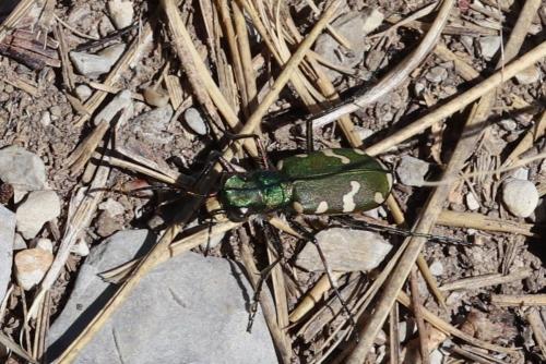 Cicindela hybrida
