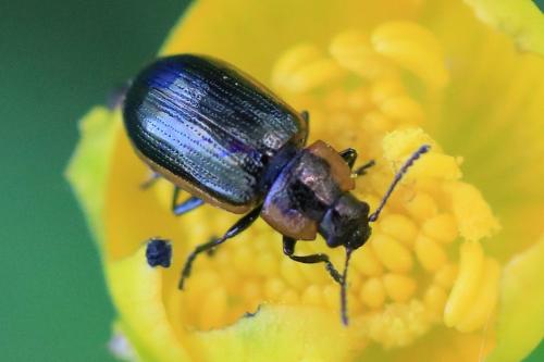 Prasocuris marginella