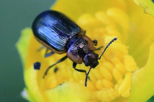 Prasocuris marginella