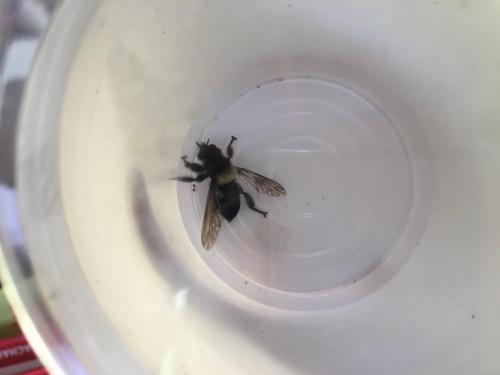 Laphria ephippium