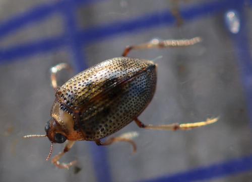 Peltodytes sp.
