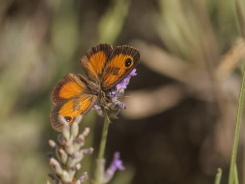Pyronia cecilia
