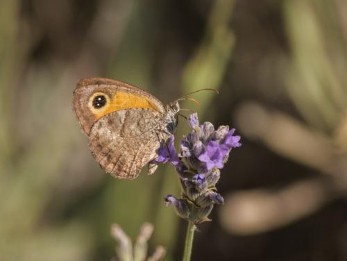 Pyronia cecilia