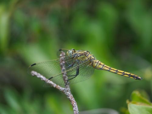 Orthetrum cancellatum