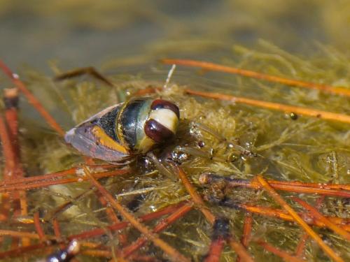 Notonecta sp.