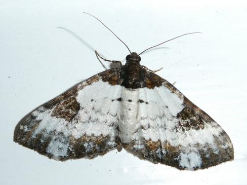 Melanthia procellata