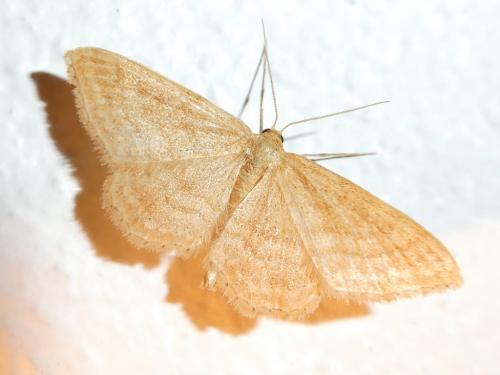 Idaea ochrata