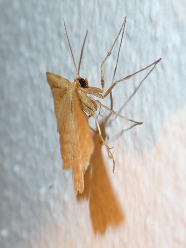 Idaea ochrata
