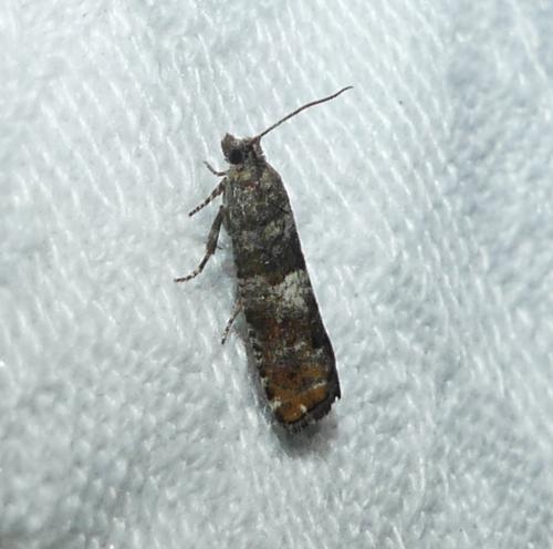 Epinotia rubiginosana