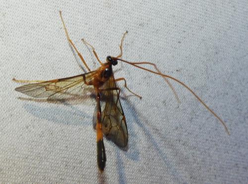 Stauropoctonus bombycivorus