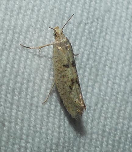 Ypsolopha alpella