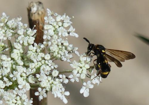 Leucospis sinensis