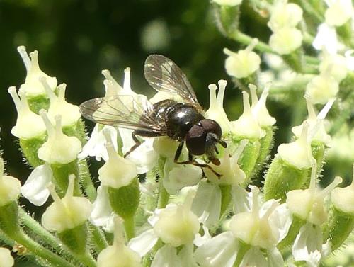 Pipiza sp.