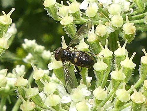 Pipiza sp.