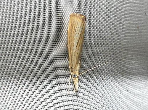 Agriphila straminella