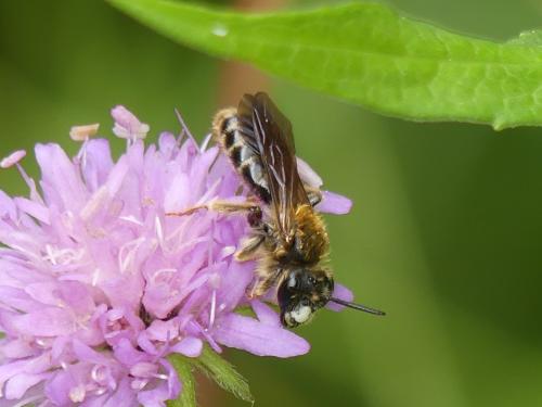 Andrena hattorfiana
