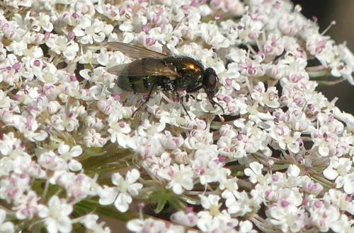 Eudasyphora cyanella